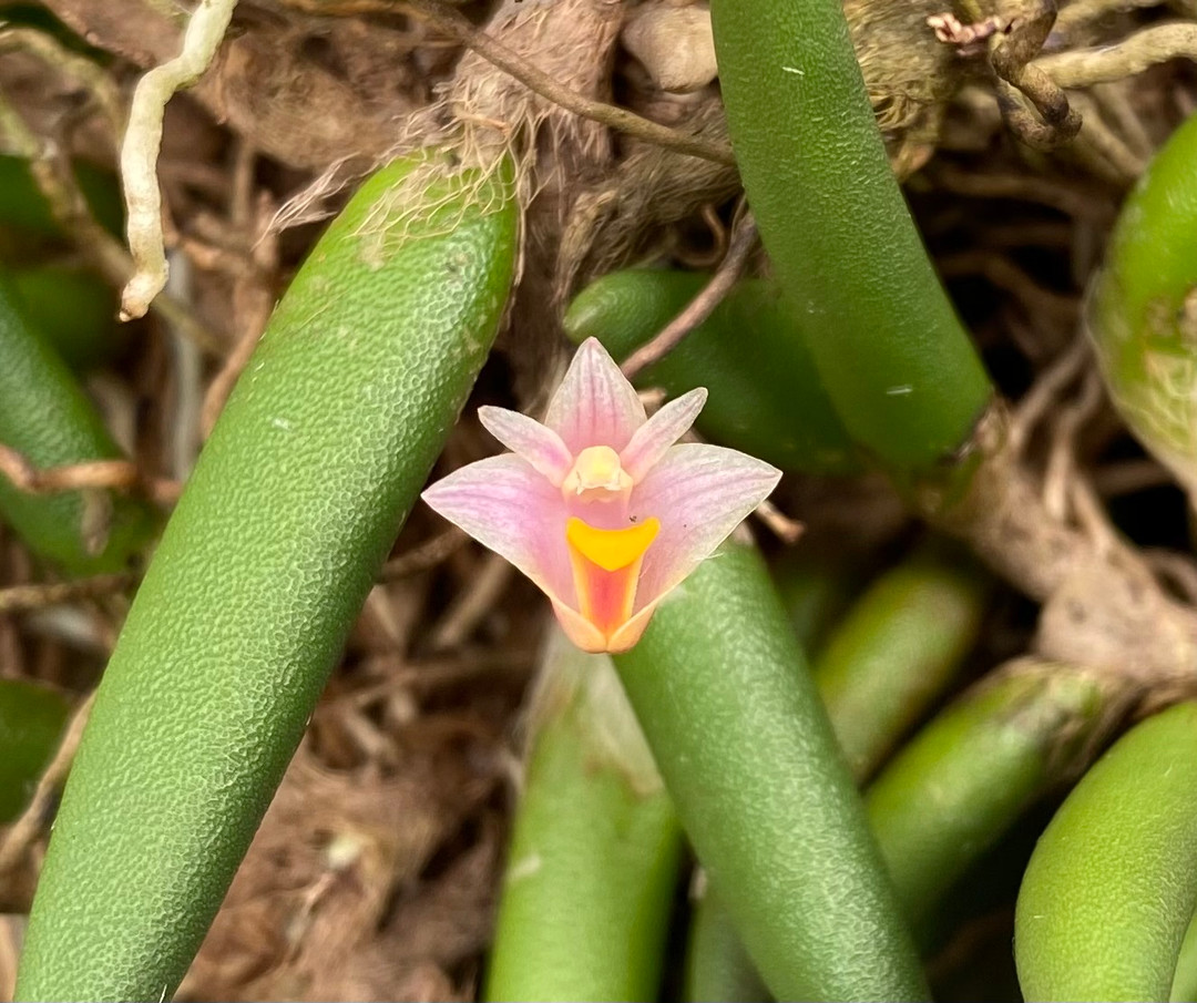 Dendrobium lichenastrum var. prenticei - OrchidWeb