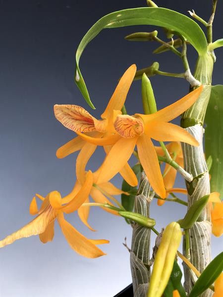 Dendrobium Pixie Charm 4N (Yellow Chinsai x unicum) - OrchidWeb