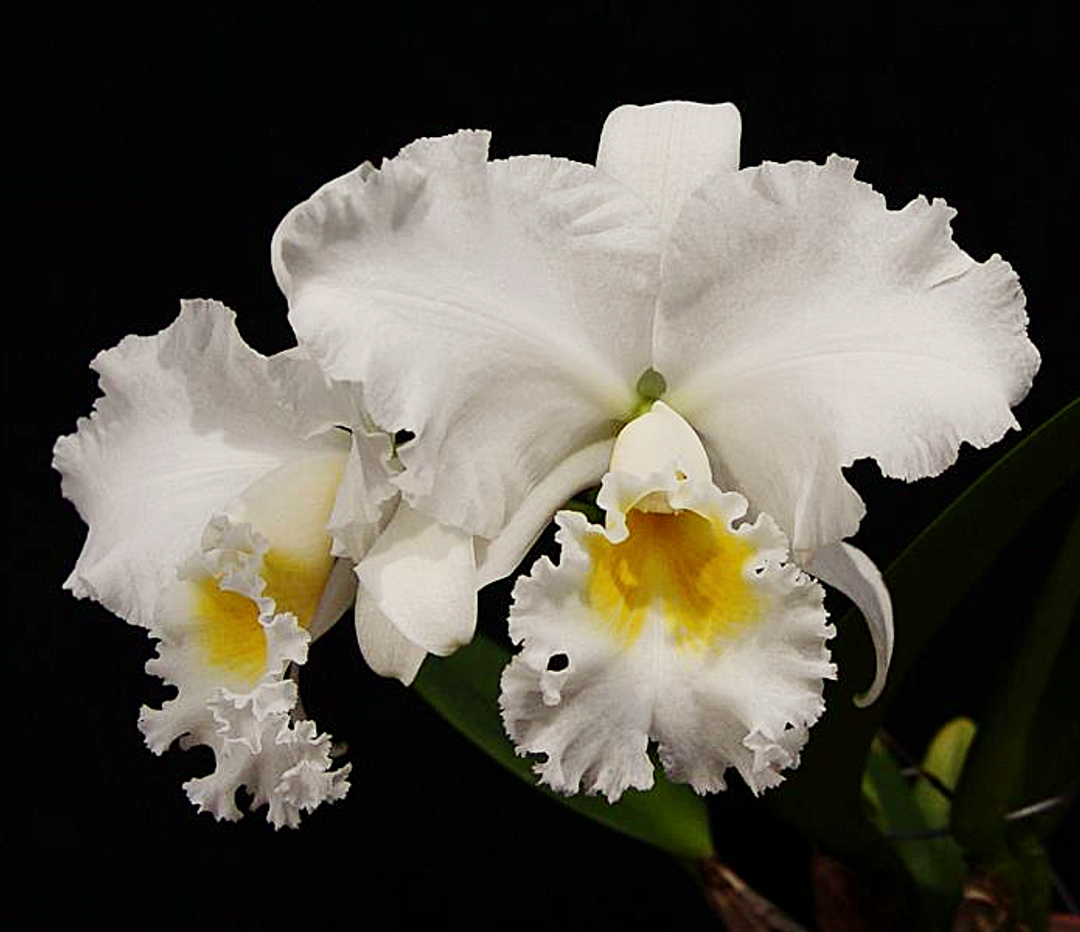 Cattleya Bob Betts 'White Lightning' (Bow Bells x mossiae