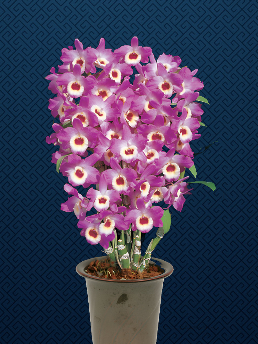 洋書 Orchid Species Culture : Dendrobium Orchid Species Culture: Dendrobium: Baker, Margaret L