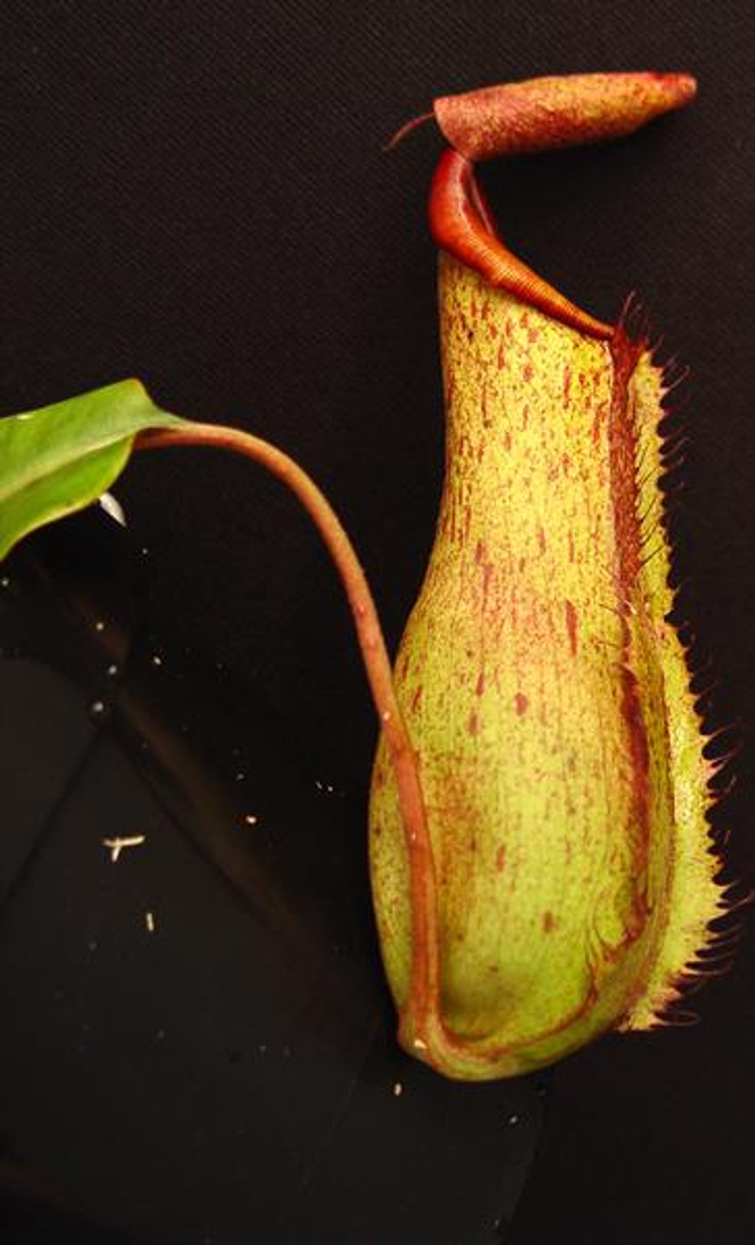 Nepenthes St. Conrad (alata x truncata)