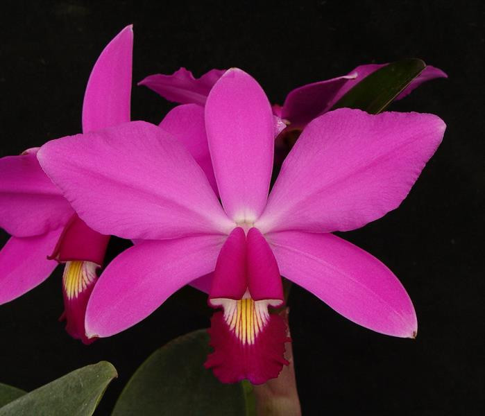 Cattleya violacea 'Muse' FCC/AOS (4N) - OrchidWeb