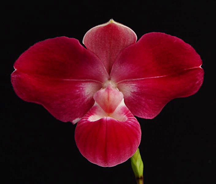 Phrag. Apollo ( Fritz Schomburg 'Pink Princess' x kovachii 'Purple