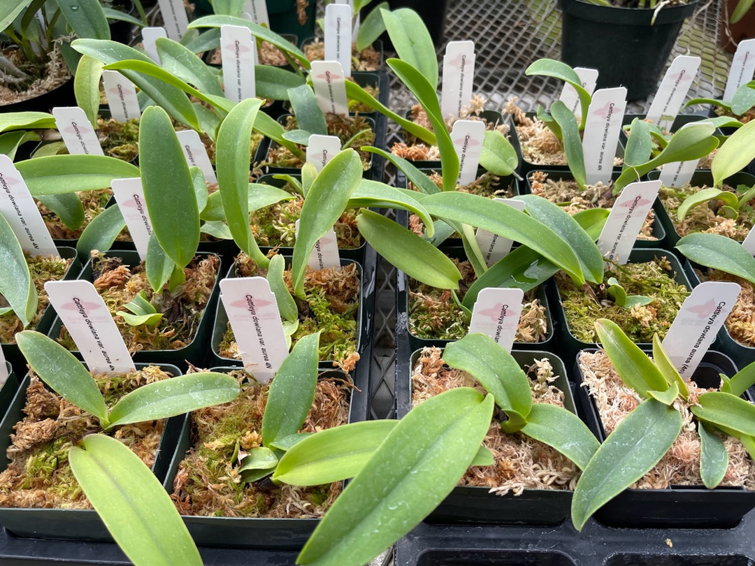 Cattleya dowiana aurea (4N) (Select sib cross) - OrchidWeb