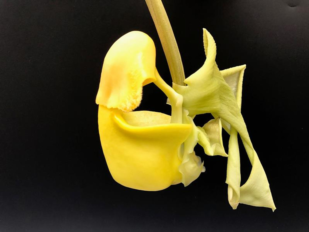 Coryanthes bruchmuelleri var. flava