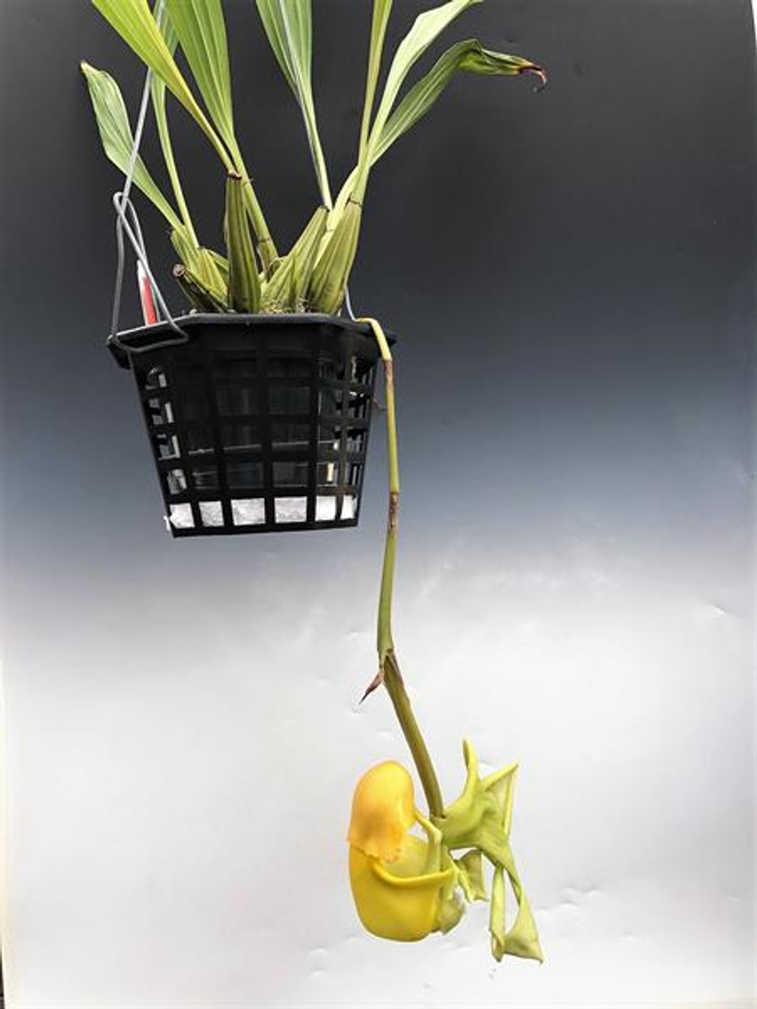 5eb38f38-e110-426f-bf55-e95c29905501