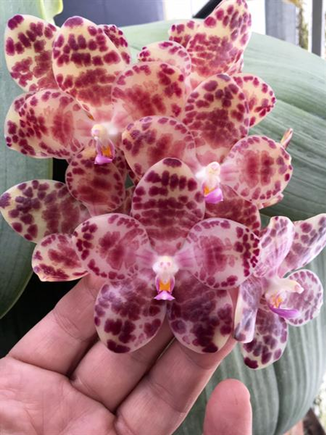 Phal. gigantea  ('Phoebe' x 'Hyperion')