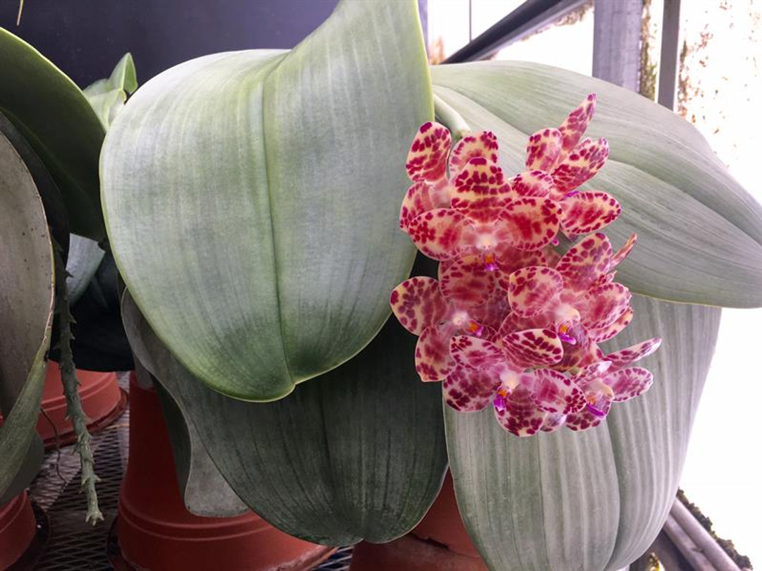 Phal. gigantea  ('Phoebe' x 'Hyperion')