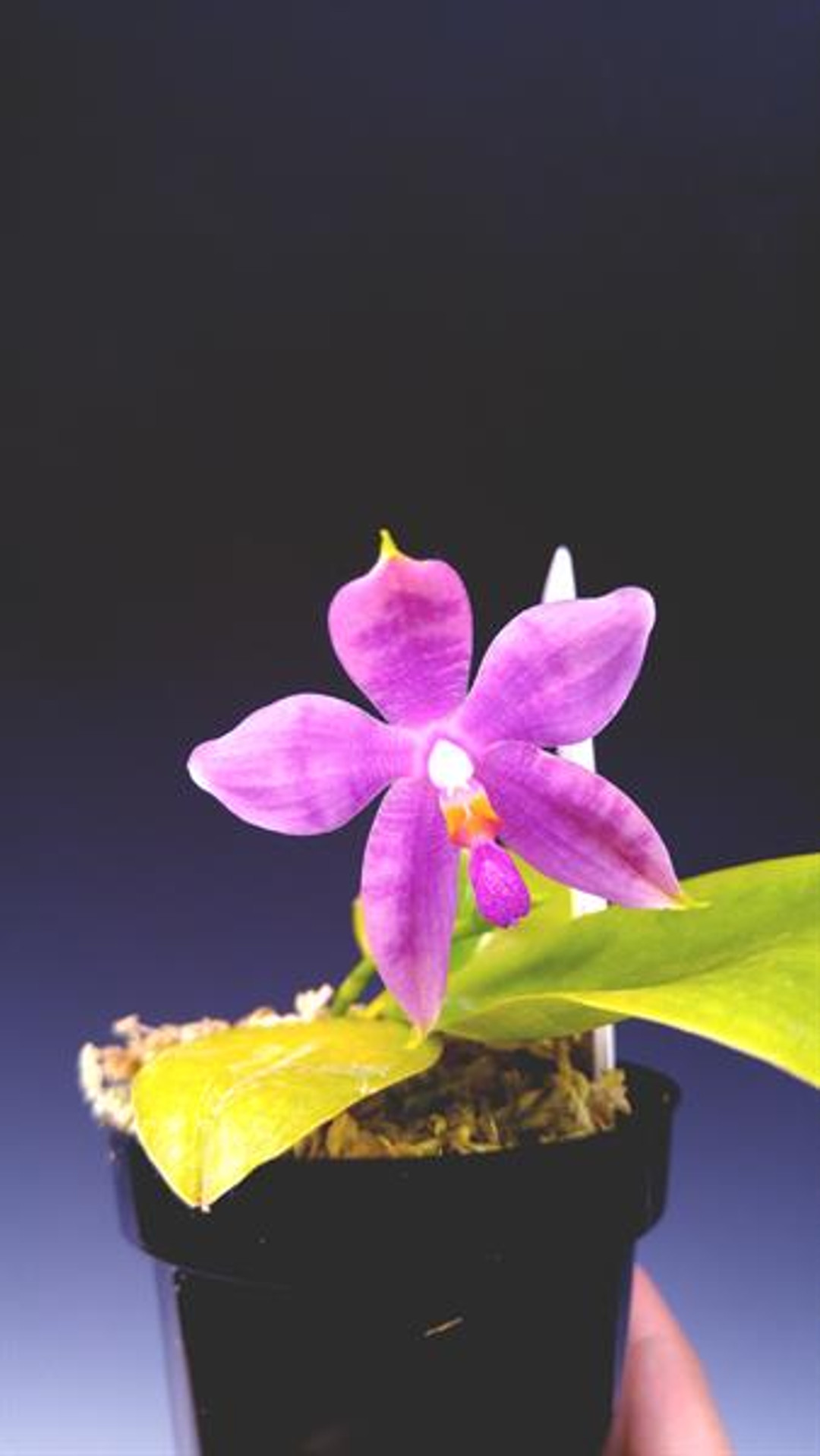 Phal. violacea 'Big Red' x P. speciosa 'C1'