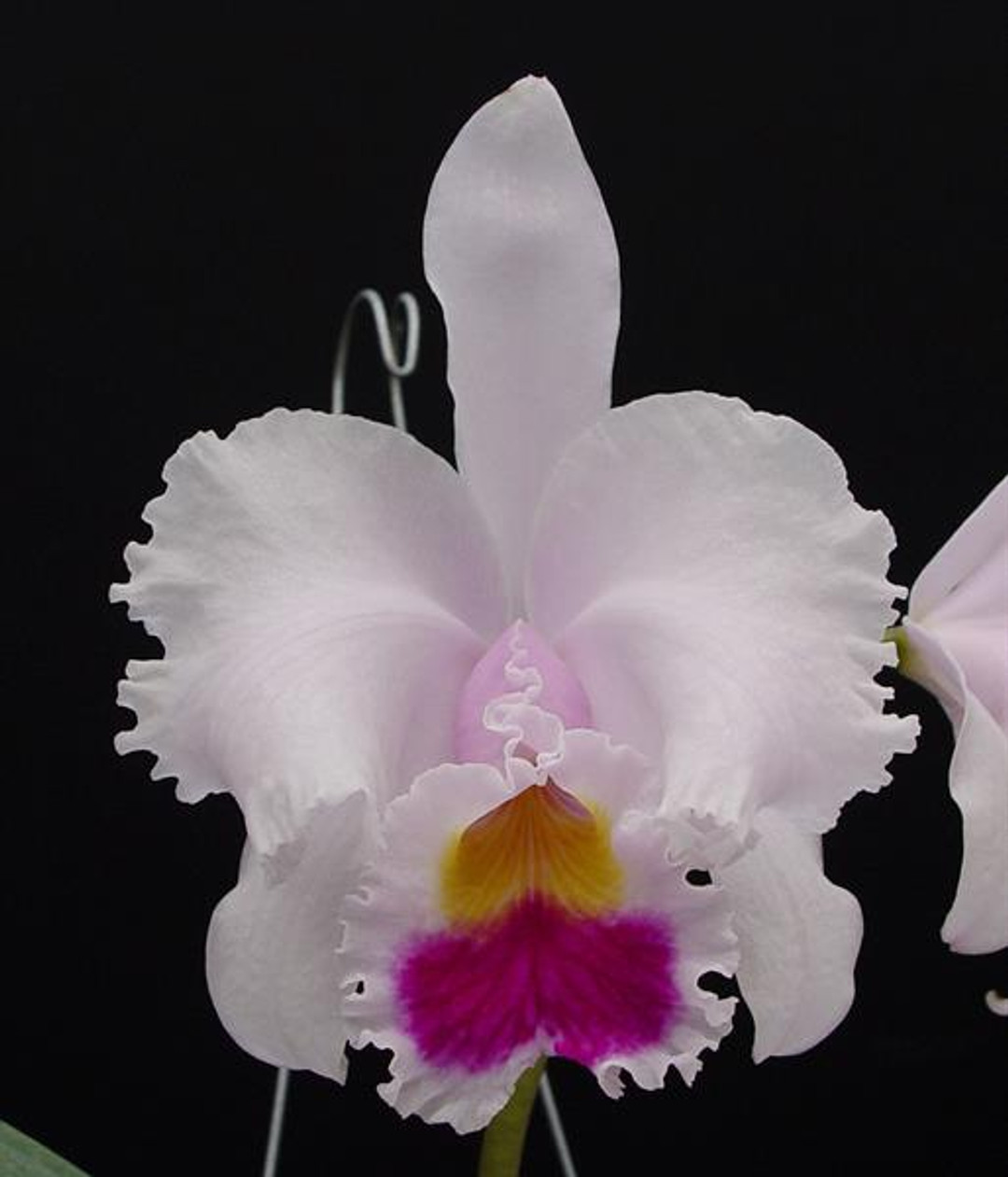 Cattleya trianae 'Winter Giant' (4N) x self - OrchidWeb