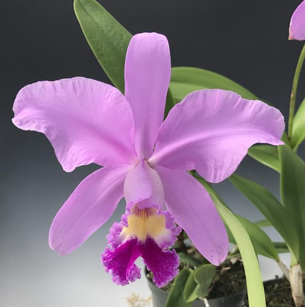 Cattleya Ashtoniana (3N) (warsc. 'Hartman's #9' x loddigesii var