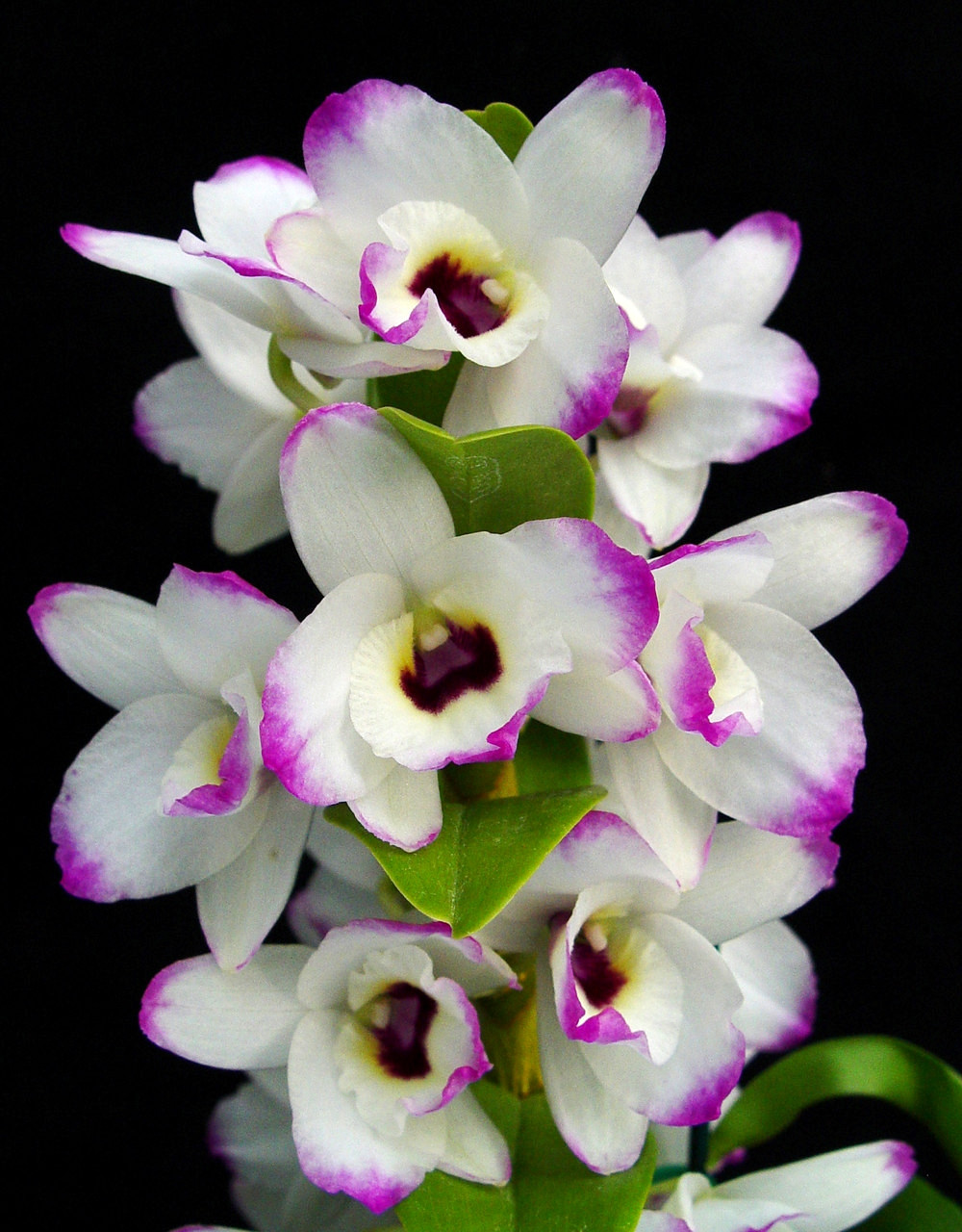 Dendrobium Love Memory 'Fizz' - Nobile Hybrid (White Rabbit x