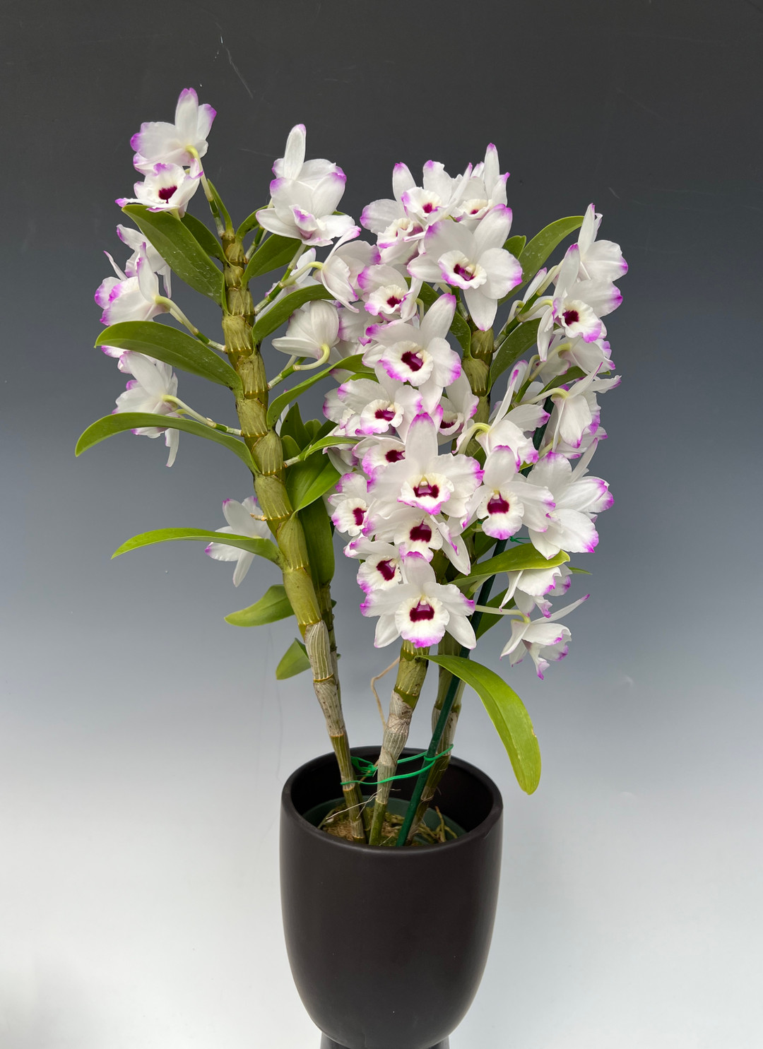 Dendrobium Love Memory 'Fizz' - Nobile Hybrid (White Rabbit x