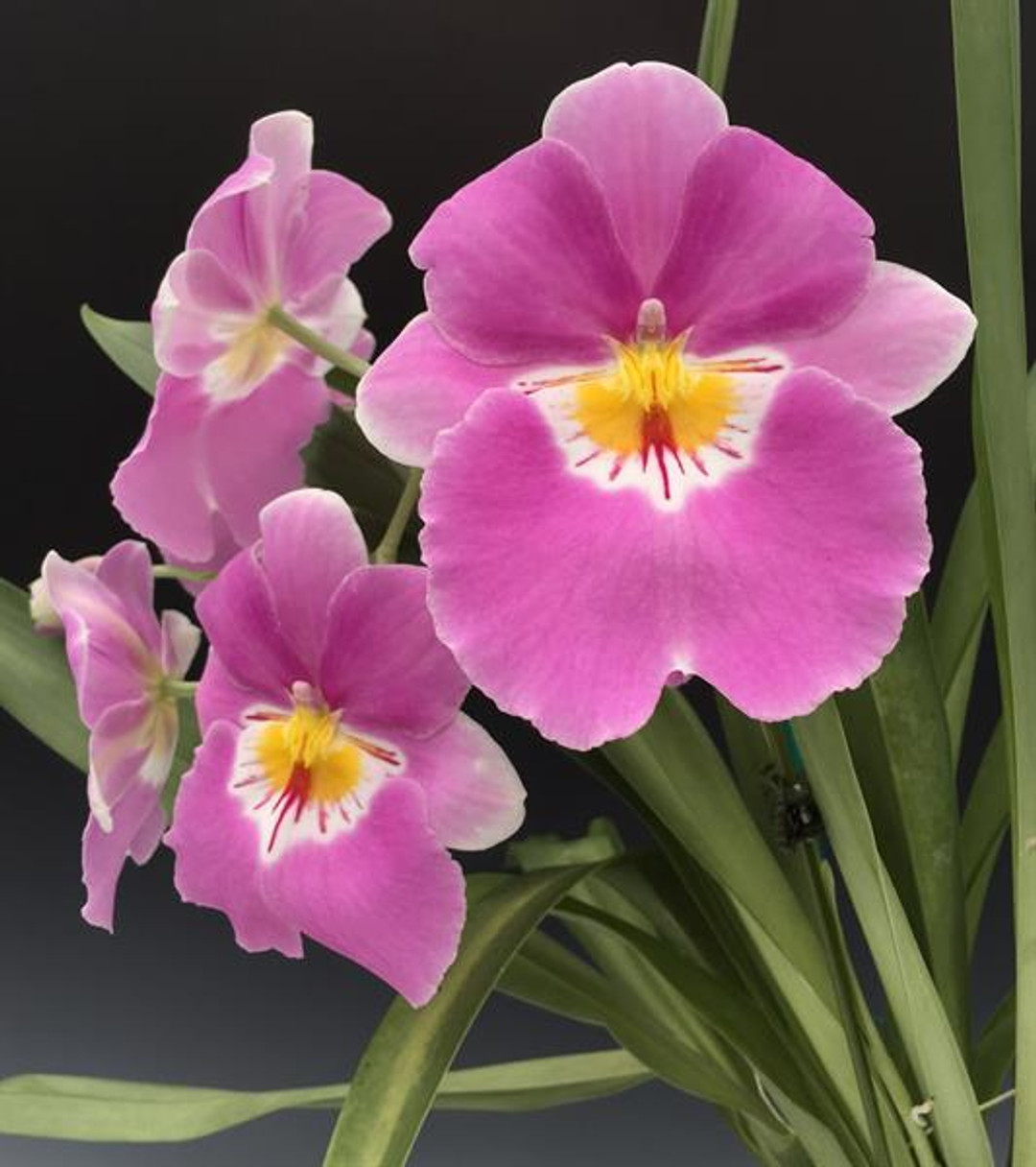 Miltoniopsis Linda Lingle 'Kia'aina'