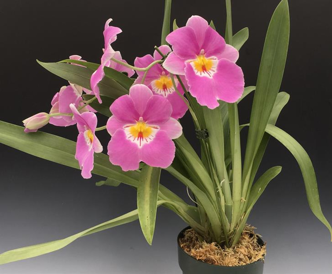 Miltoniopsis Linda Lingle 'Kia'aina'