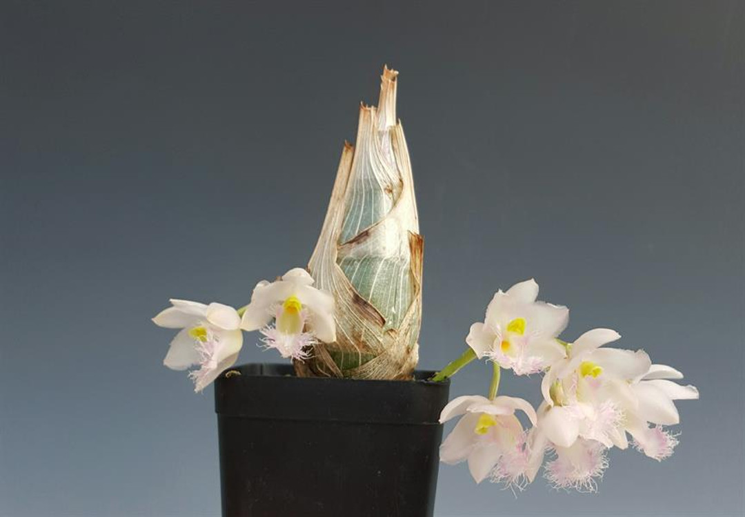 Clowesia Rebecca Northen 'Mikabi' (Grace Dunn x rosea