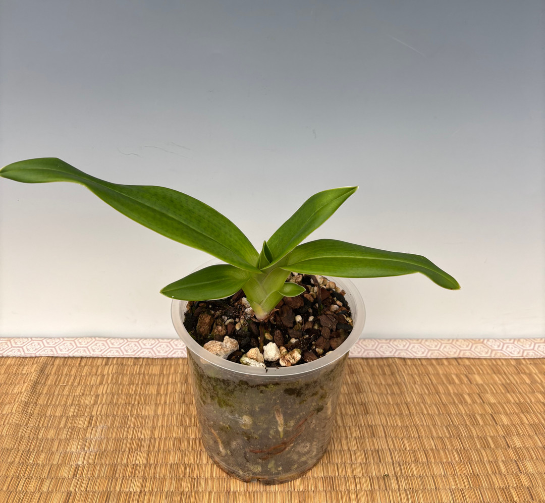 Phrag. Fritz Schomburg (3N) (kovachii 'Tesoro Morado' AM/AOS x