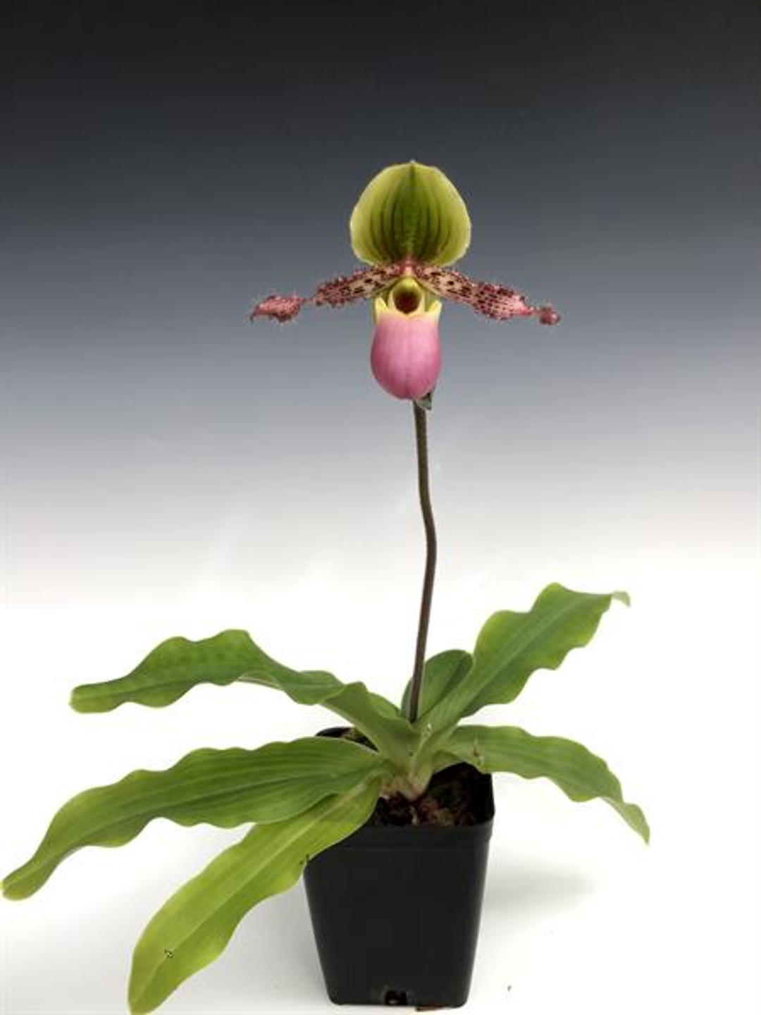 Paph. Pinocchio 'Mt. View' x victoria-mariae '#1'