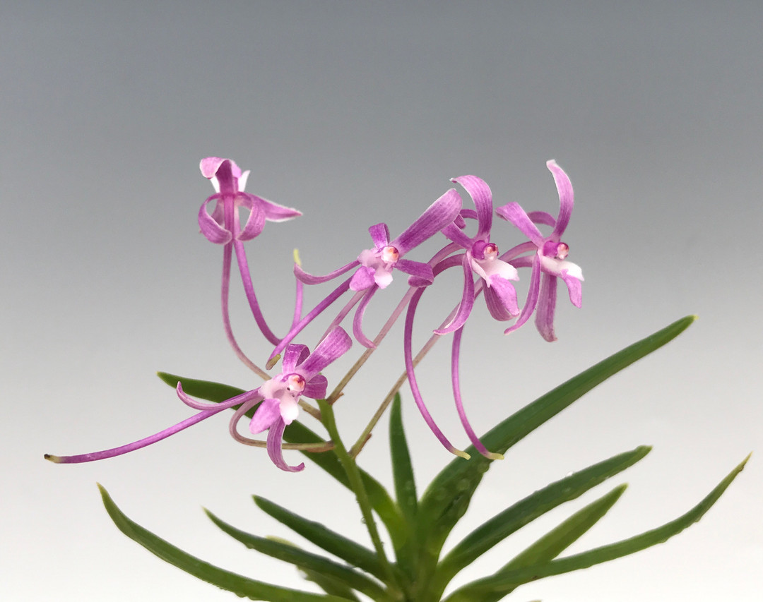 Ascofinetia Kaori (Ascof. Cherry Blossom x N. falcata) - OrchidWeb