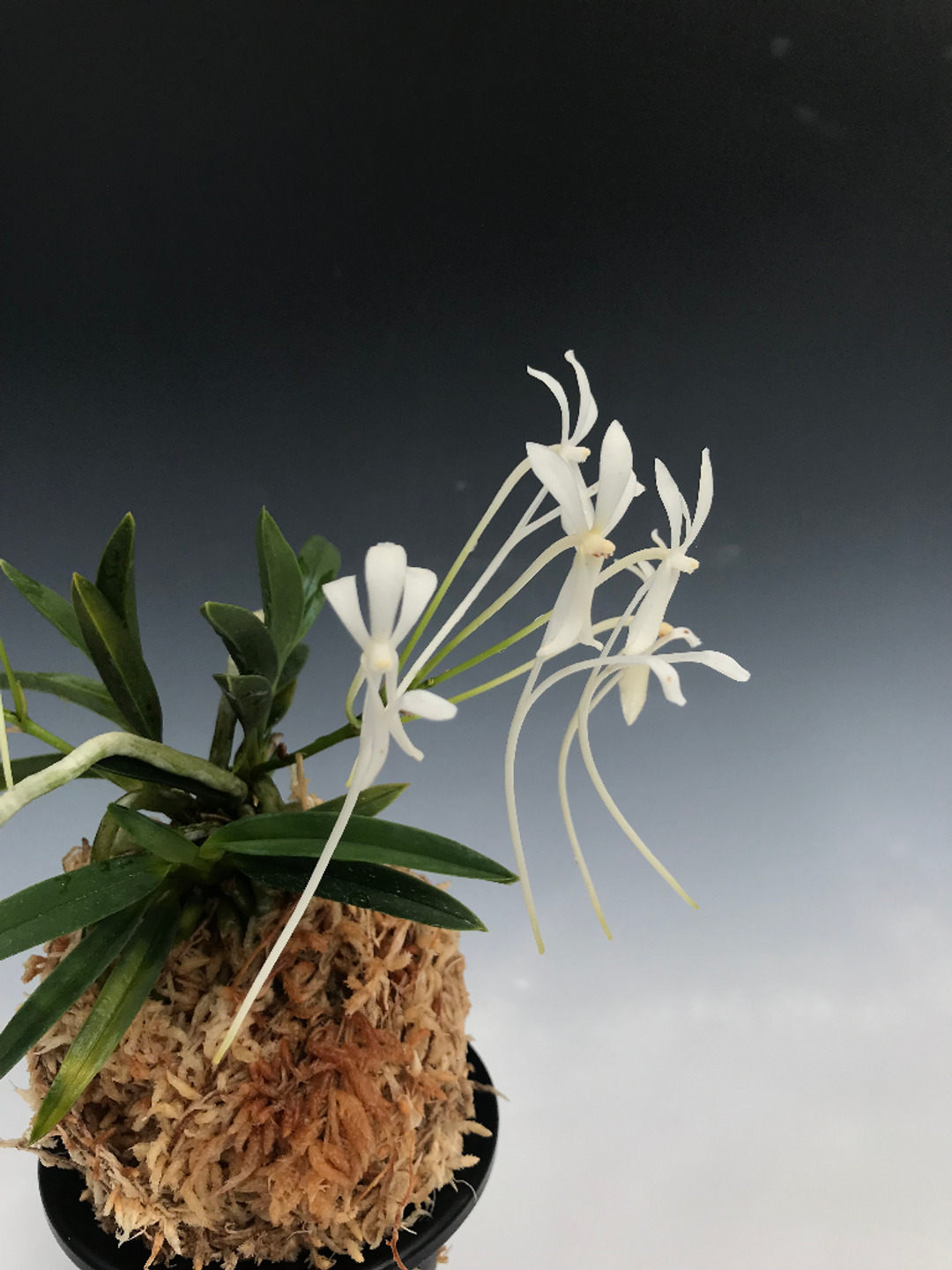 Neofinetia falcata 'Aojiku Shitakiri Suzume' 青軸舌切離雀