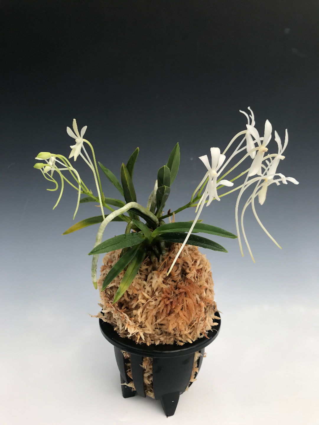 Neofinetia falcata 'Aojiku Shitakiri Suzume' 青軸舌切離雀
