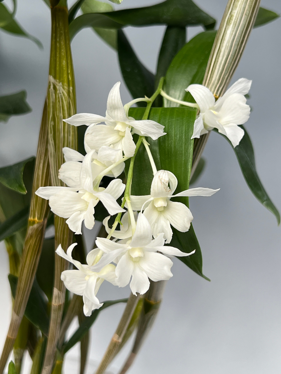 Dendrobium Mini Snowflake (aberrans x johnsoniae) - OrchidWeb