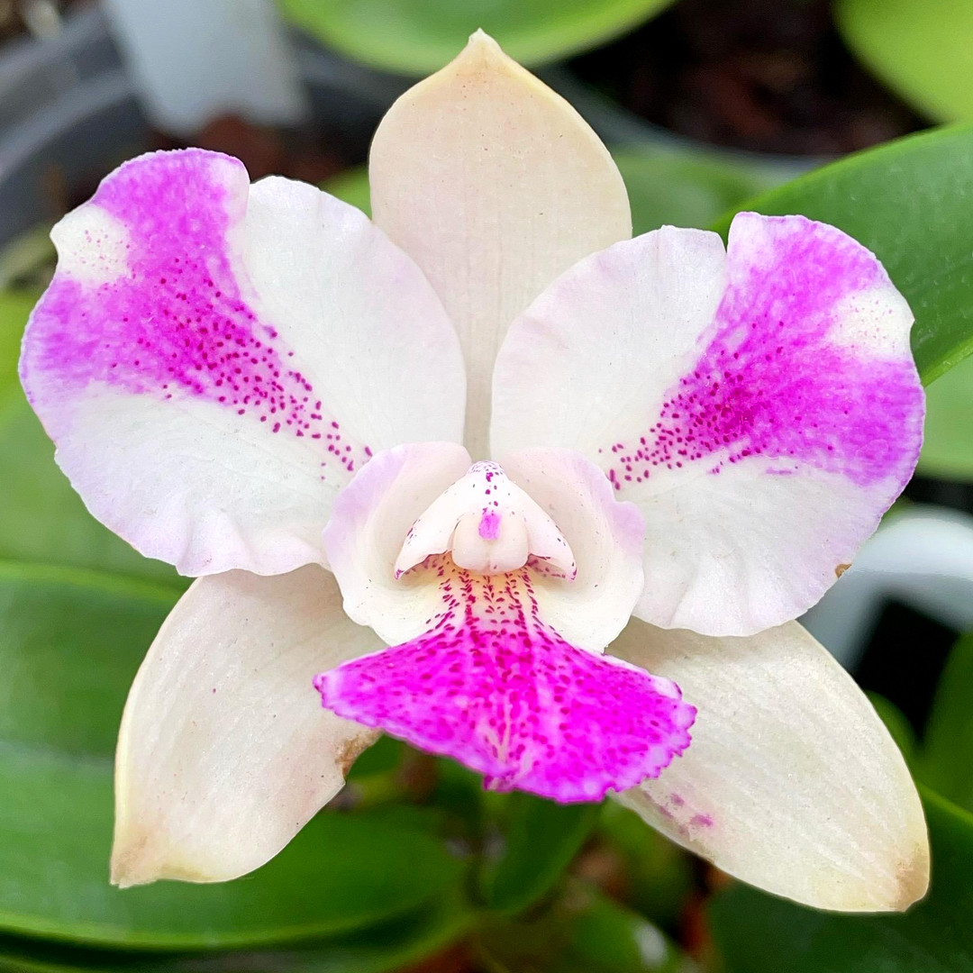 Caulocattleya Ethels Paradise (Caulocattleya Chantilly Lace