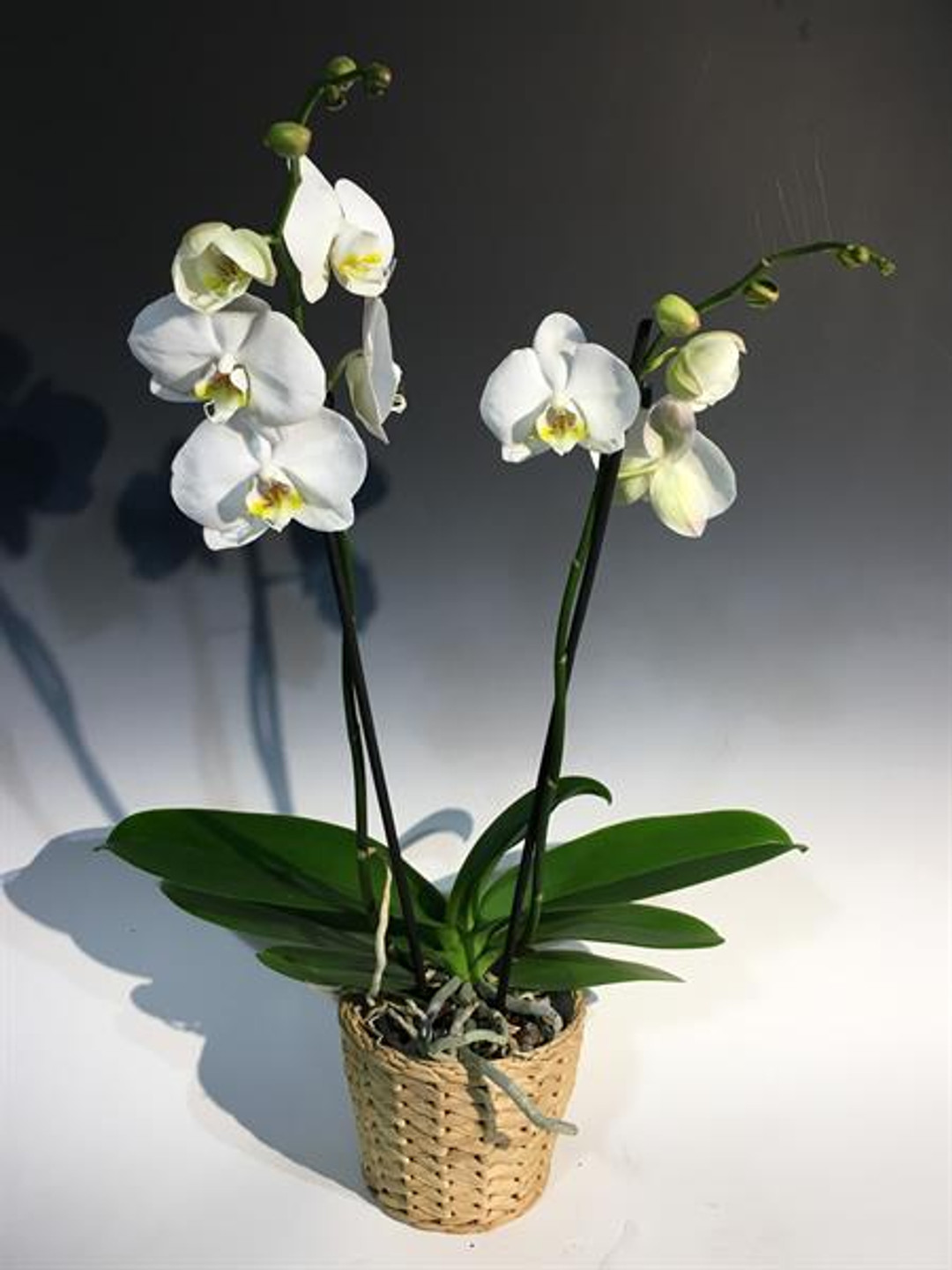 *Orchid Gift Bundle* - Phal. Winter Day