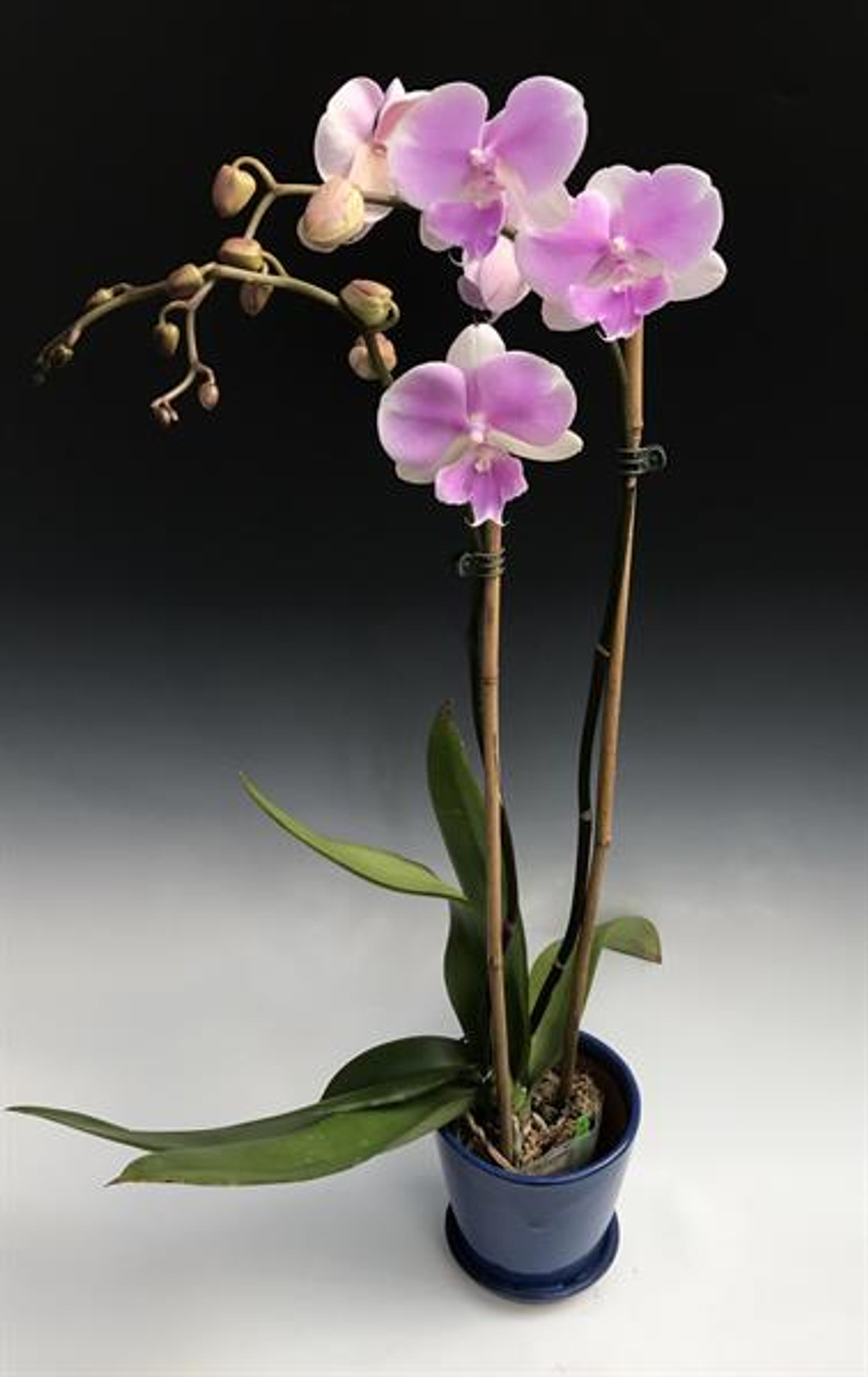 *Orchid Gift Bundle* - Phal. Fangmei Dream Wedding