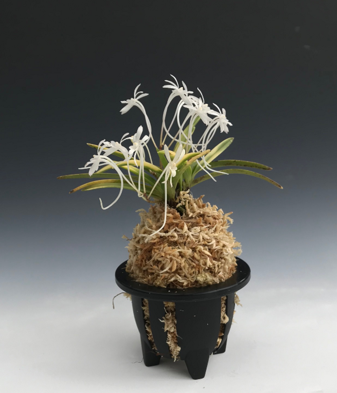 Neofinetia falcata 'Hanagoromo' 花衣 - Individual Listing