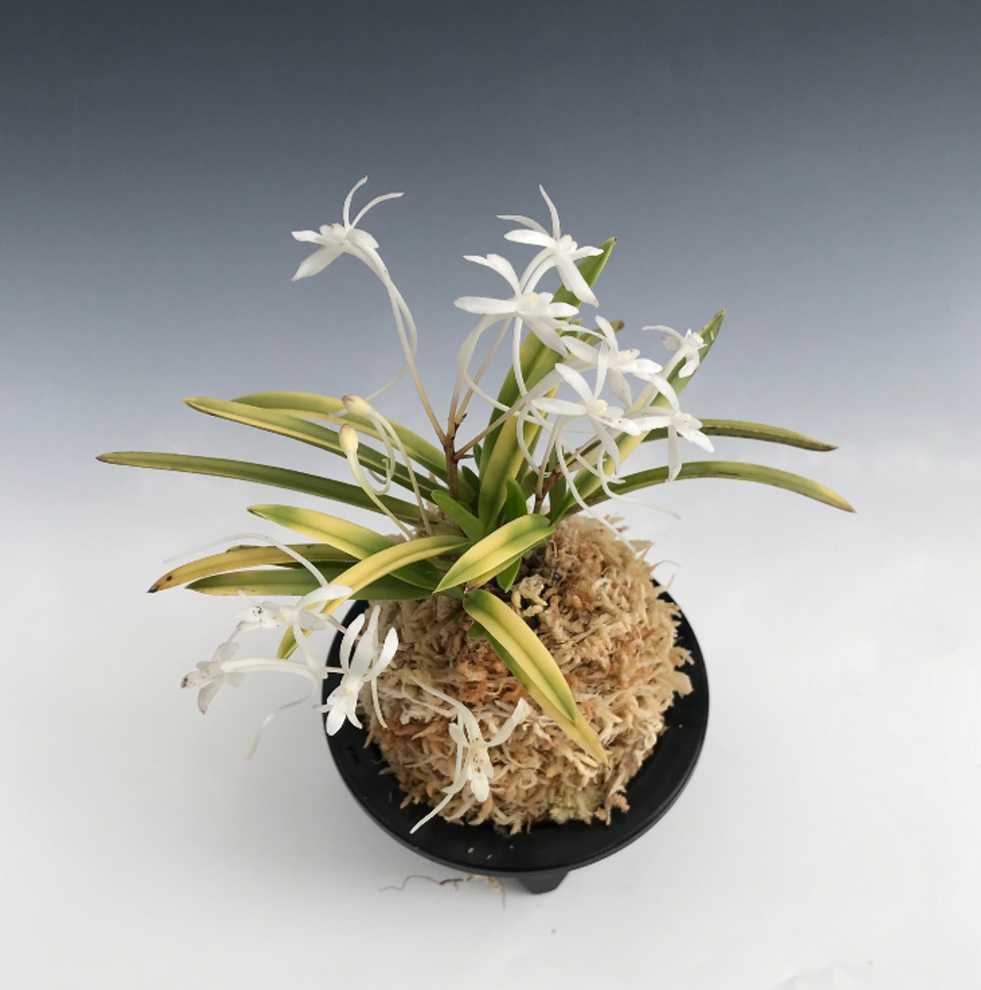 Neofinetia falcata 'Hanagoromo' 花衣 - Individual Listing