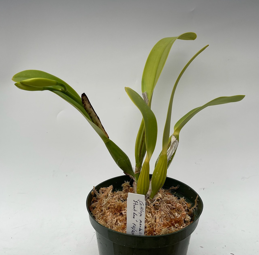 99e195da-b183-464d-bd26-15c3814c6a64