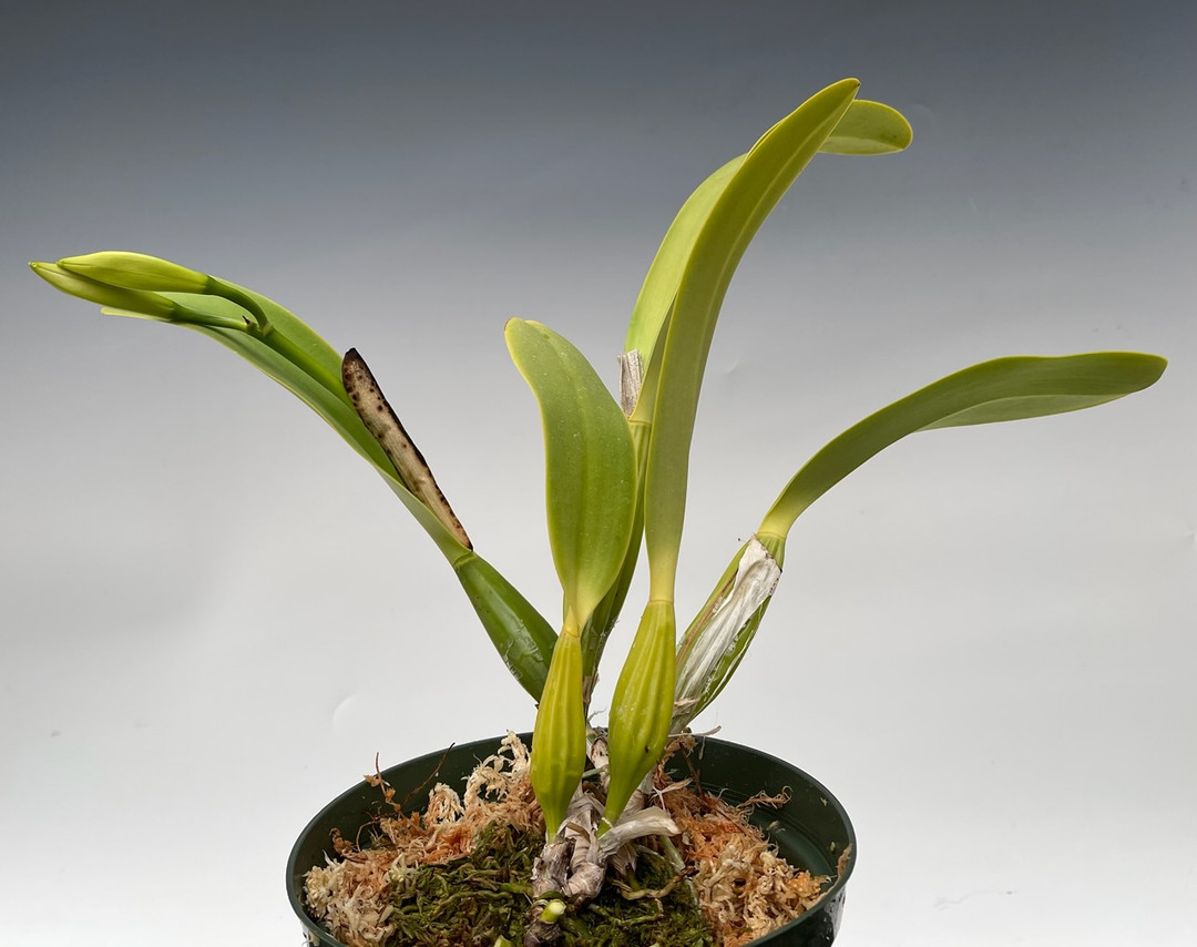 a7c682eb-f582-4c93-aa57-03229c38a6e2