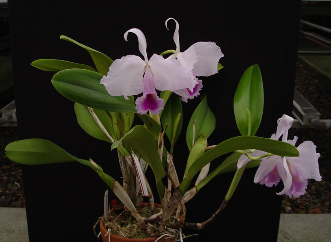 Cattleya trianaei 'Select V'