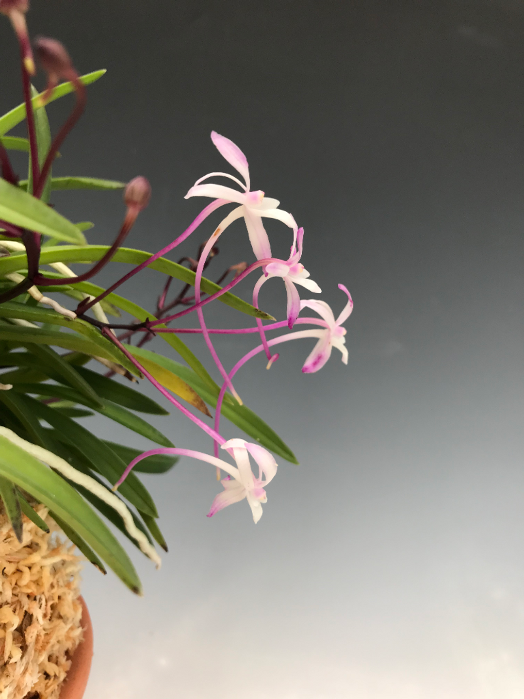 Neofinetia falcata 'Shutennou' 朱天王 - Individual Listing