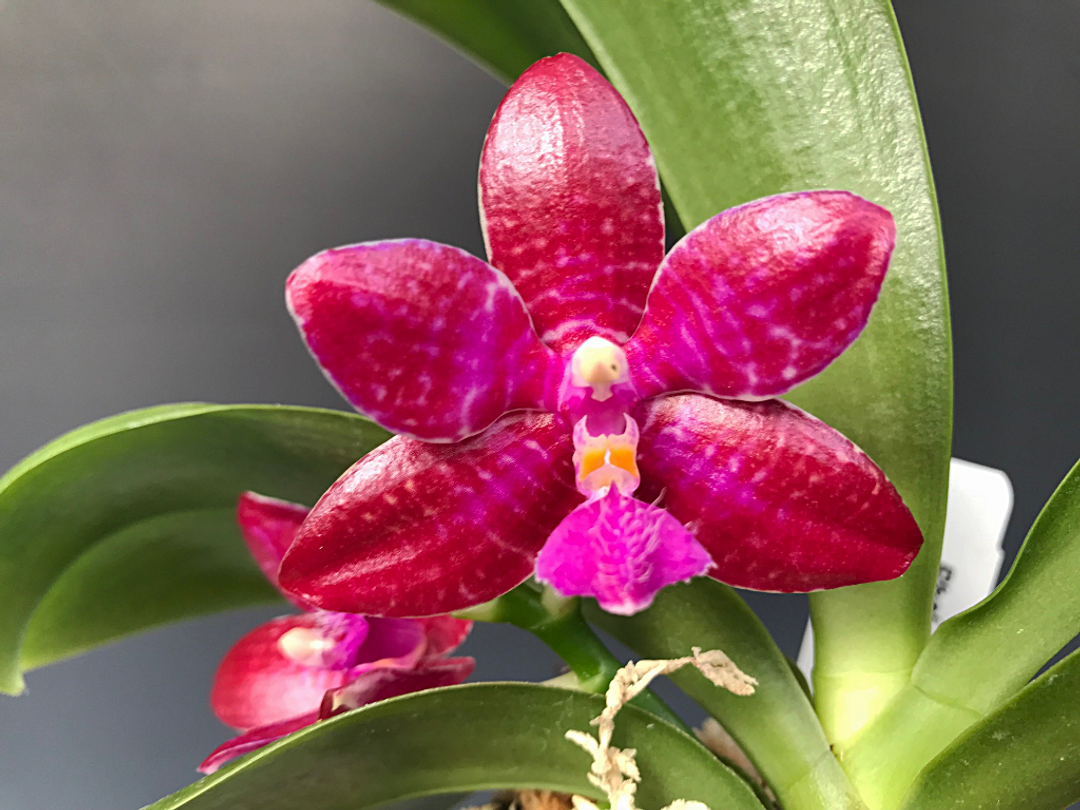 Phal. lueddemanniana 'Singapore Strain' ('Monster Mash' x 'Dark #3')