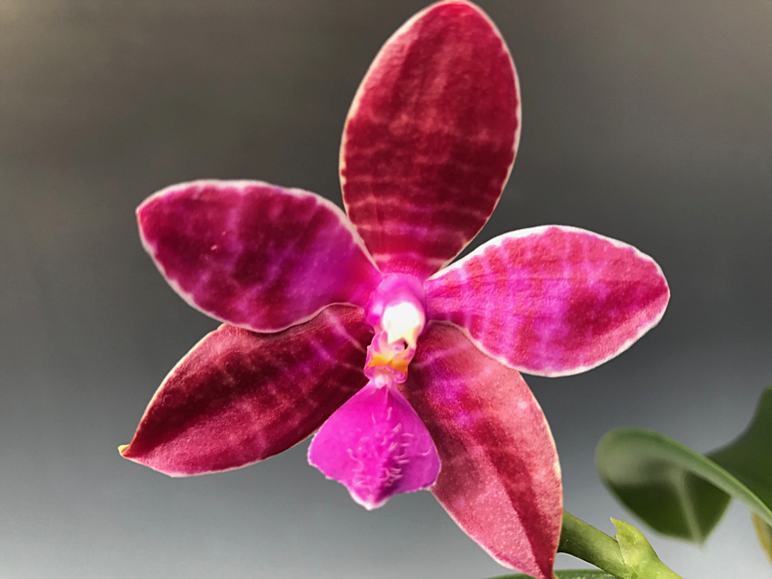 Phal. lueddemanniana 'Singapore Strain' ('Monster Mash' x 'Dark #3')