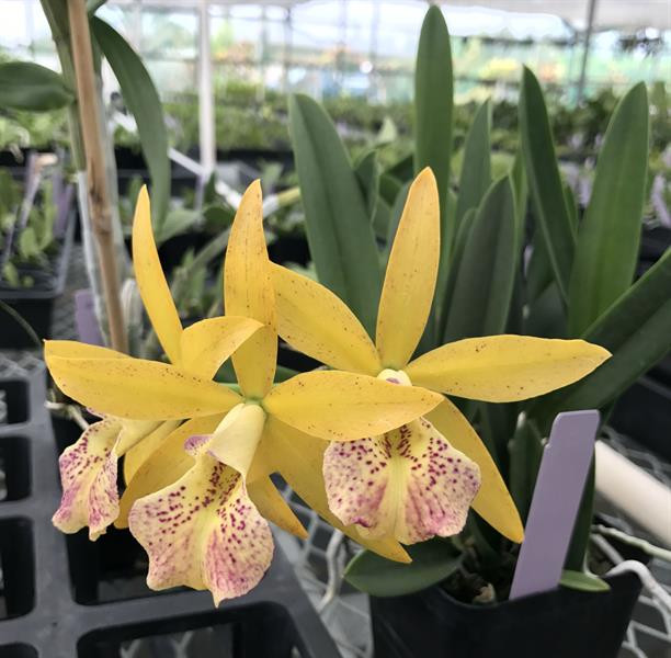 ファビュラスシャイン ファビュラスシャイン