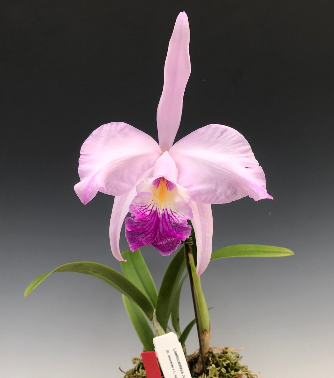 Laeliocattleya Juno (C. mossiae x L. speciosa) - OrchidWeb