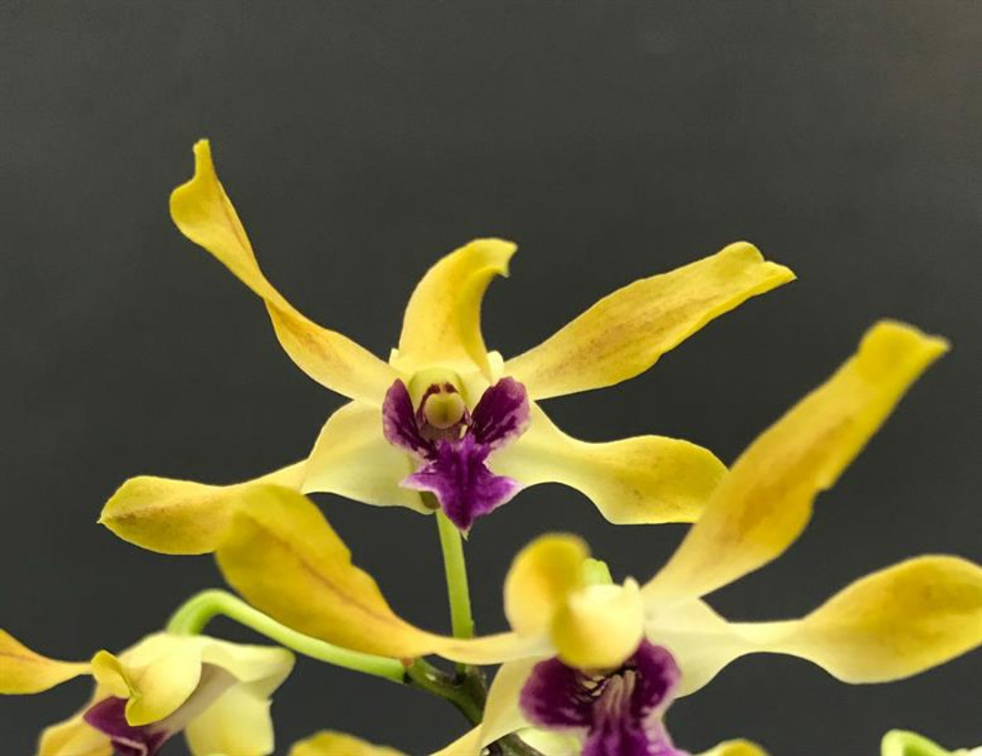 Dendrobium Pixie Princess x Livingston 'Mishima' - OrchidWeb
