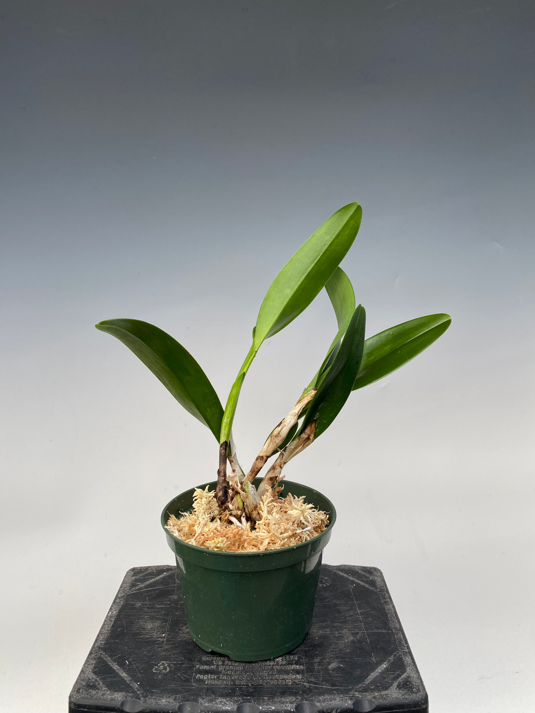 Cattleya Kiwanda 4N (mossiae x skinneri) - OrchidWeb
