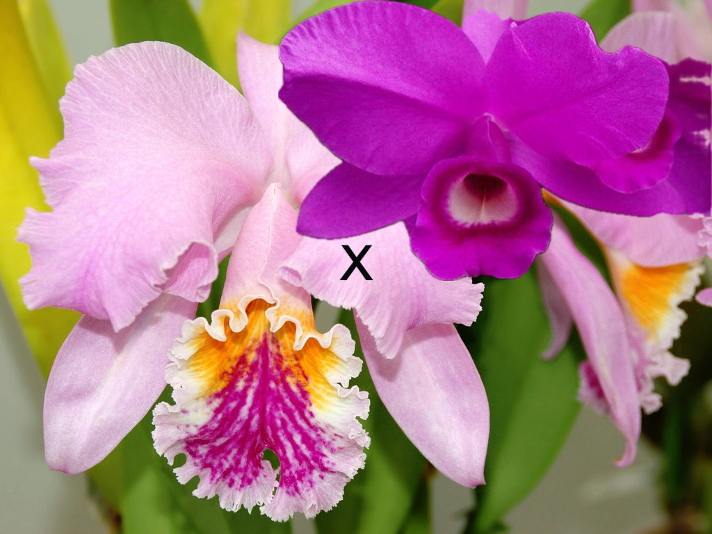 Cattleya Kiwanda 4N (mossiae x skinneri) - OrchidWeb