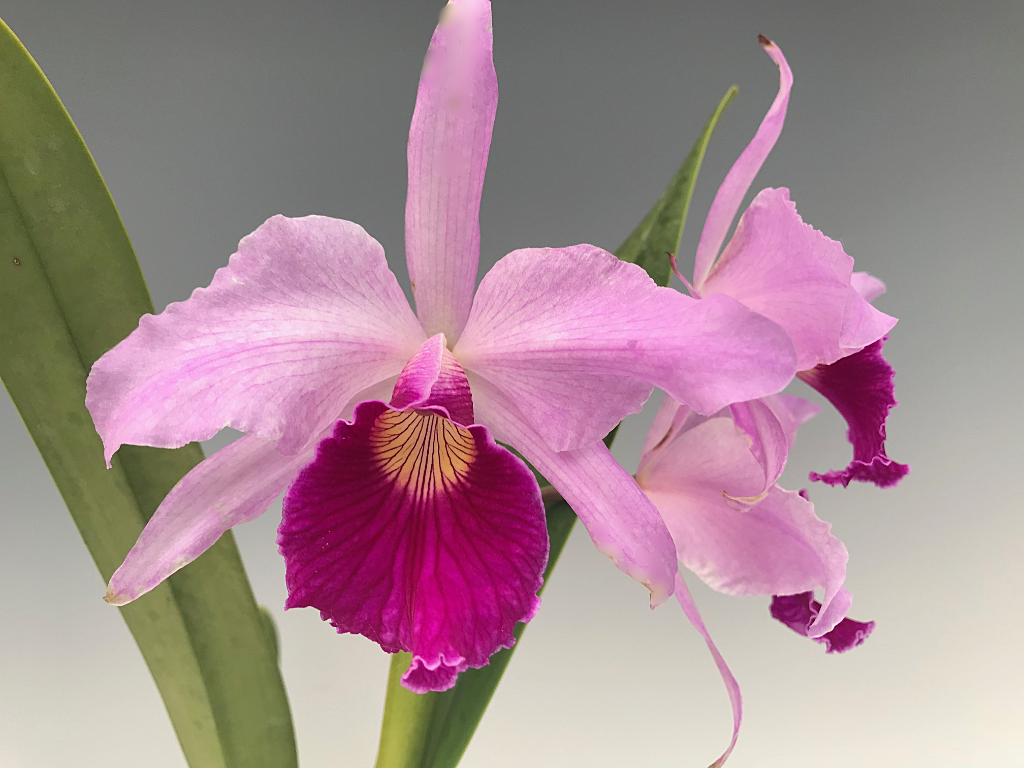 洋ラン　L. purpurata 'Dos Canchos' 抜き苗 楽天市場】【花なし株】 カトレア パープラータ 'ドスガンチョス' C