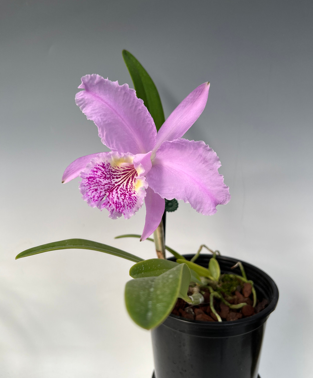 Cattleya lueddemanniana ('Eve' x 'New Year') - OrchidWeb