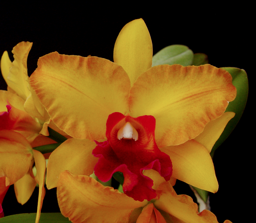 Blc. Momilani Rainbow 'The Gypsy' AM/AOS x Blc. Evening Symphony 'Copper Queen'
