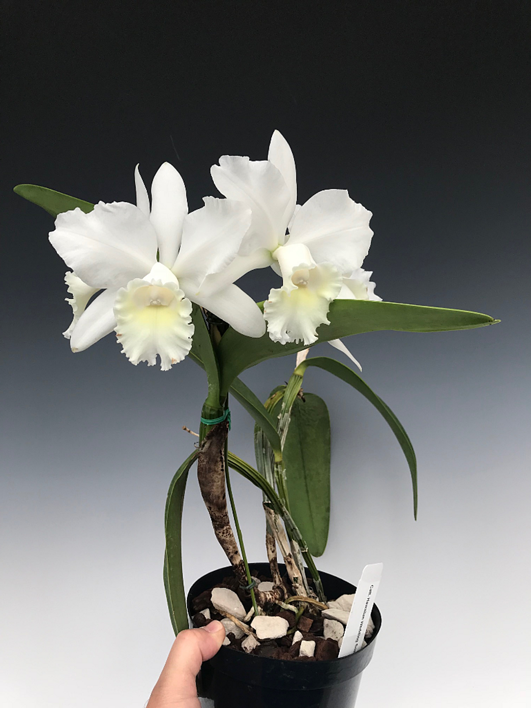 Cattleya Hawaiian Wedding Song 'Virgin' HCC/AOS (Angel Bells x Claesiana)