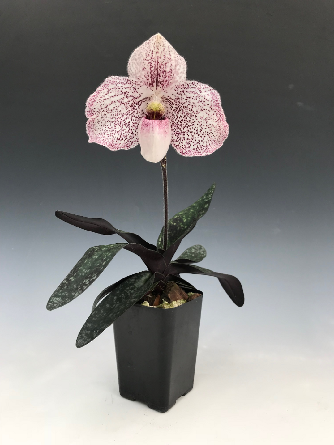 Paph. Catherine Briois