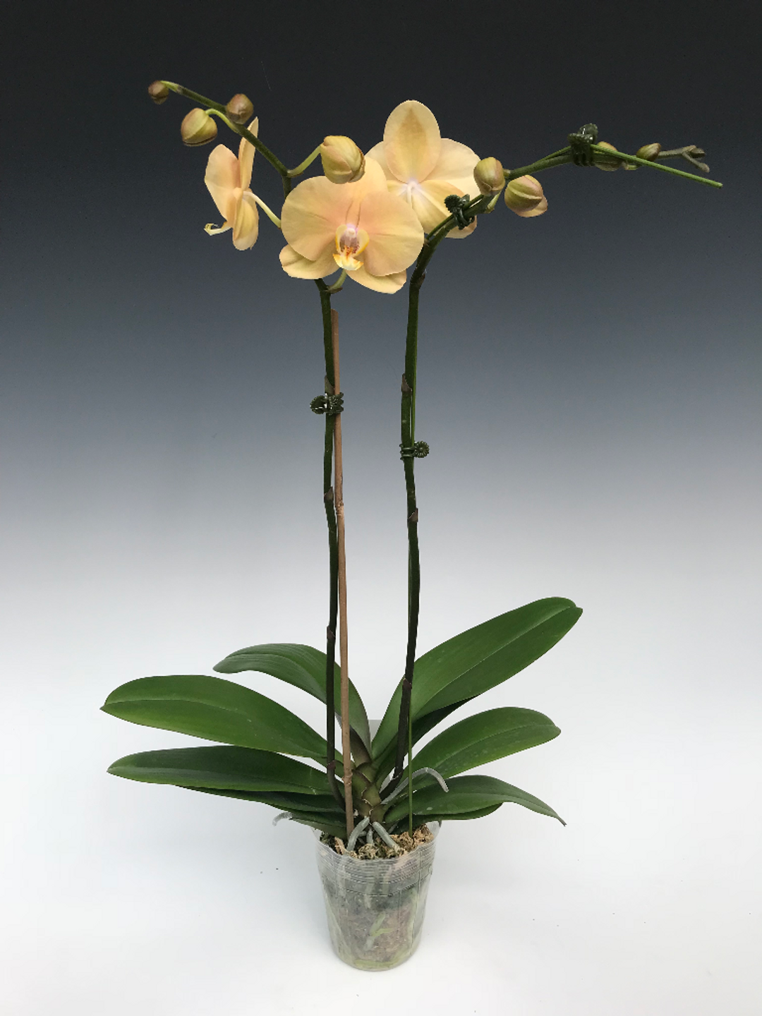Phal. Ox Lottery Prince