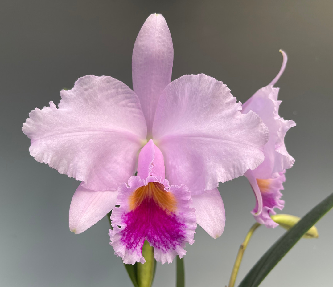 ボンポワン 2020SS ミルキーウェイ duchesse 4A ボンポワン 2020SS