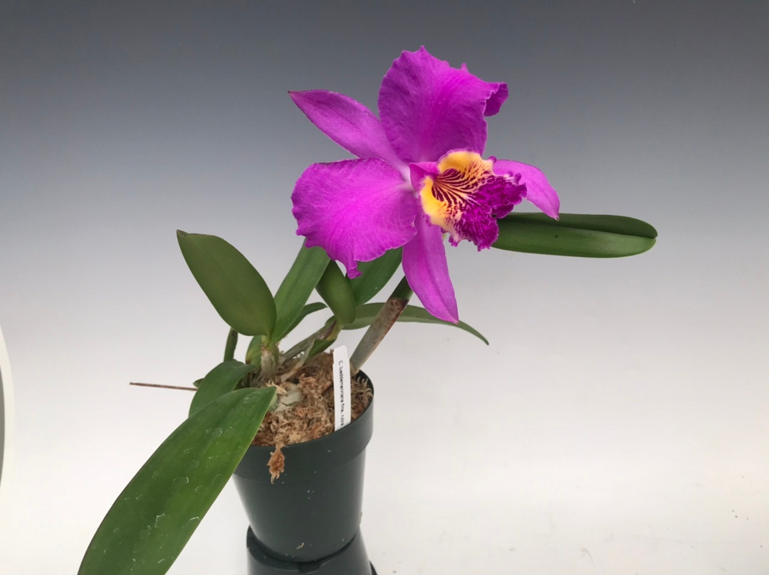 洋蘭原種　C　lueddemanniana　３鉢 洋蘭 原種 C. lueddemanniana